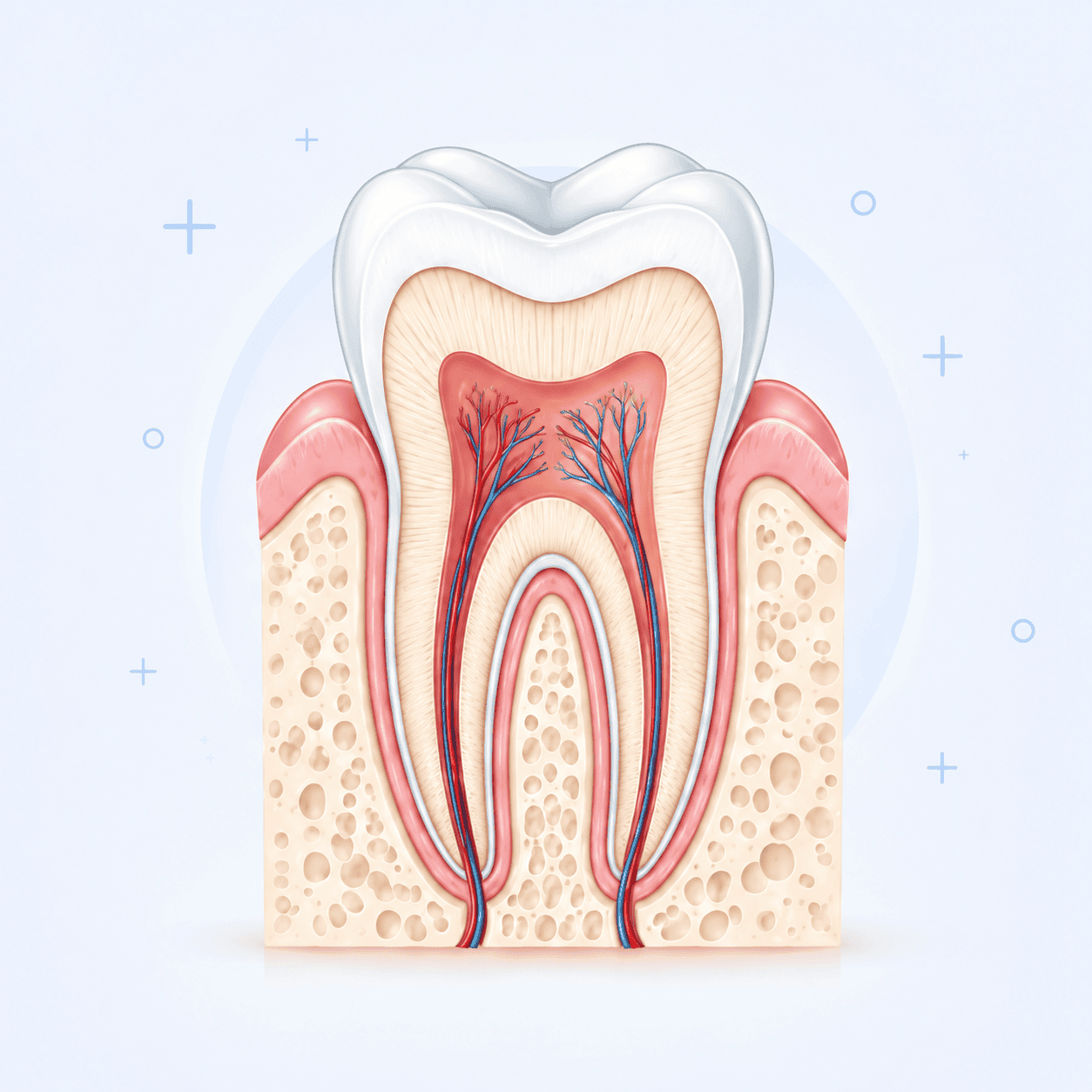Cross-section illustration of a tooth showing the pulp chamber, root canals, nerves and blood vessels inside the roots