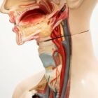 preview Blocked Salivary Duct Emergency Treatment Card